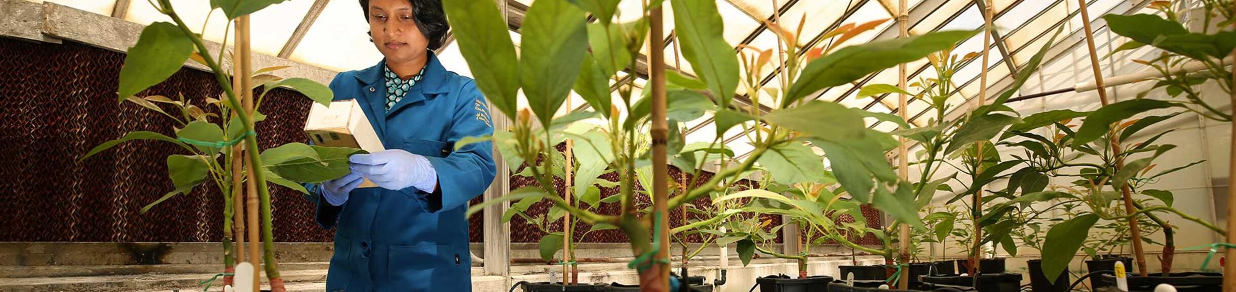 Researcher in a campus greenhouse